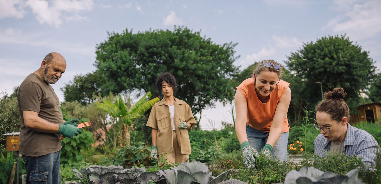 Four people tending a cabbage crop.